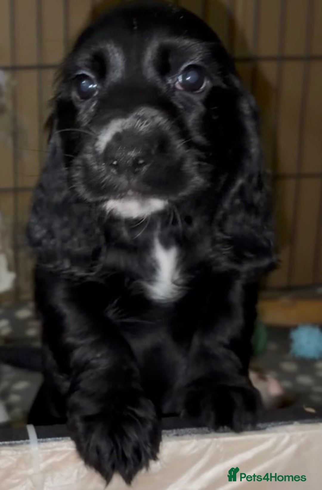 Cocker Spaniel dogs for sale: Cocker Spaniel Puppies - Image 2