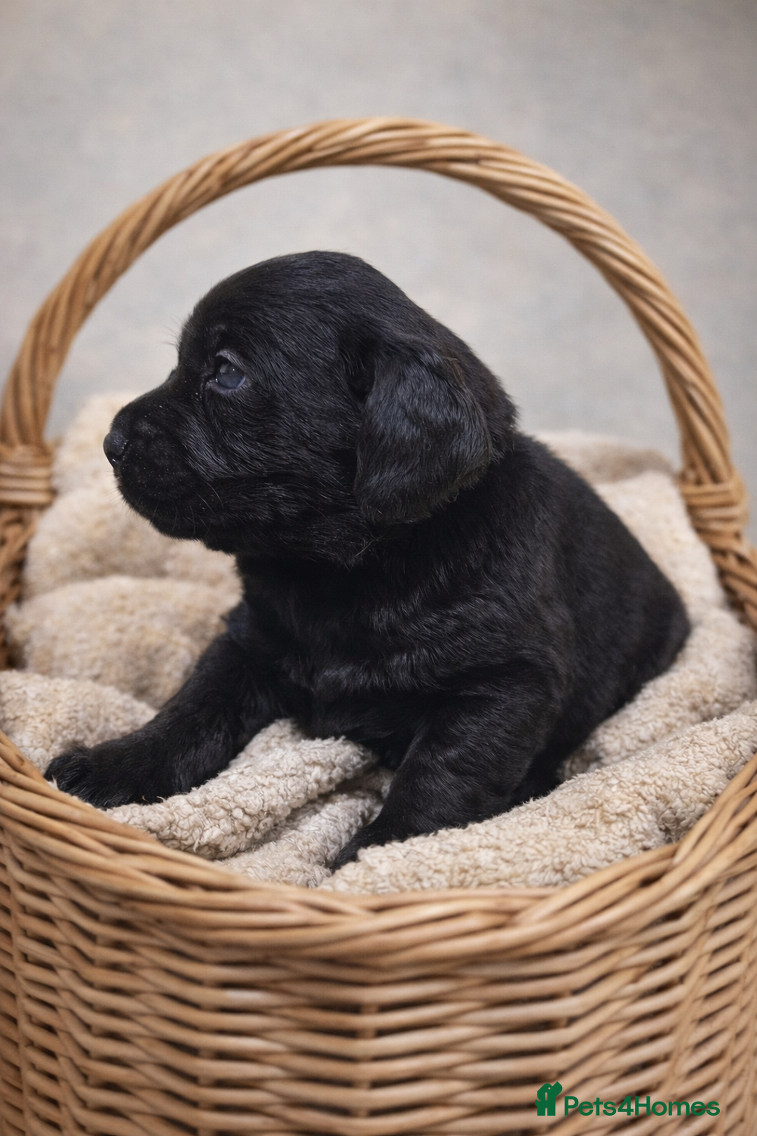 Labrador Retriever dogs for sale: YELLOW/BLACK Exceptional Labrador retriever boys - Advert 5