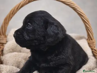 Labrador Retriever dogs YELLOW/BLACK Exceptional Labrador retriever boys - Advert 4