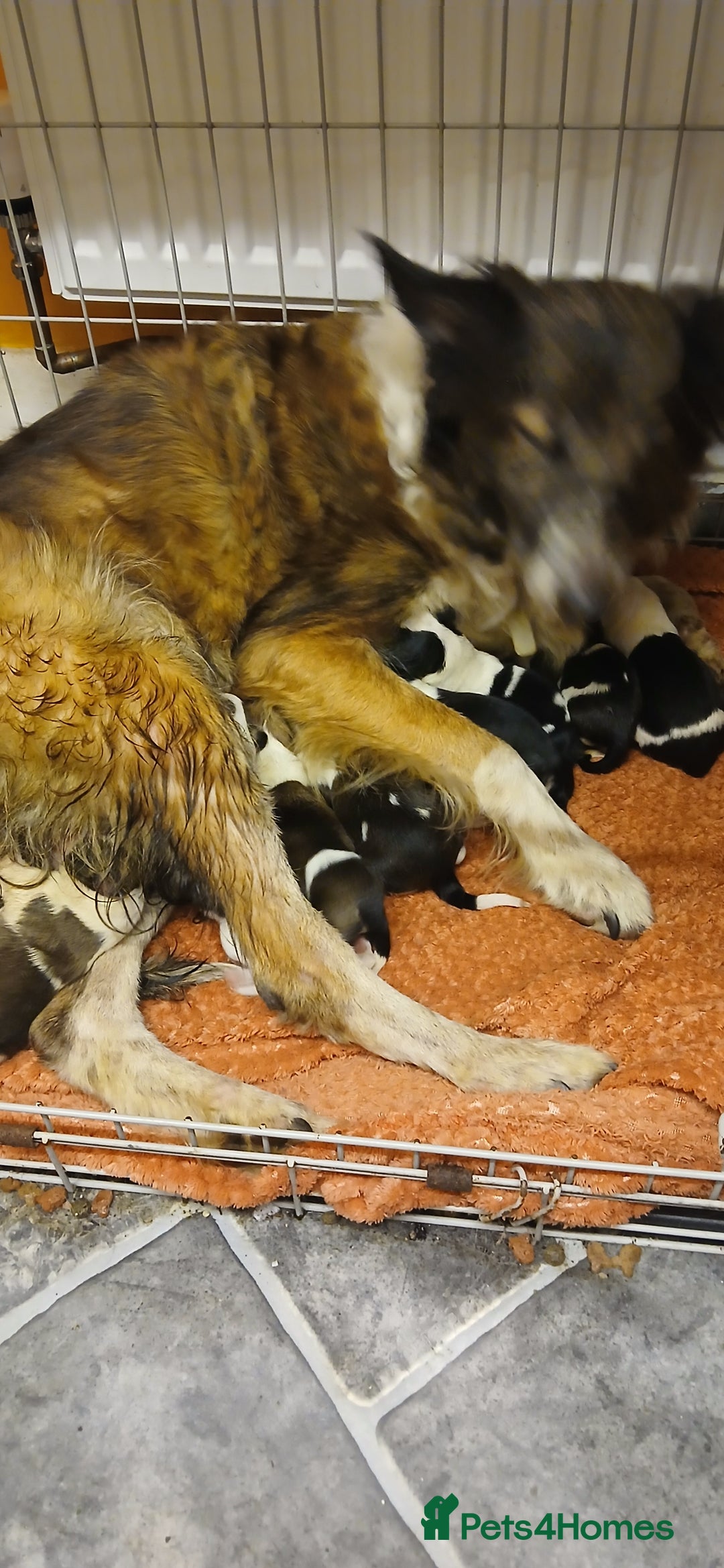 Border Collie dogs for sale: My babies  - Image 4