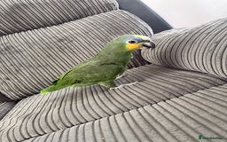 Parrots birds for sale: Orange winged Amazon Parrot  - Image 2
