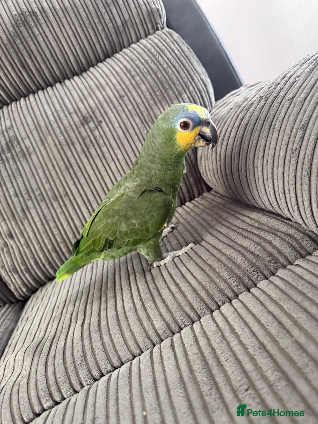 Parrots birds for sale: Orange winged Amazon Parrot  - Image 2