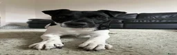 Parson Russell dogs for sale: Rehome Loki in Horley - Advert 4