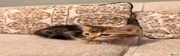 Bengal cats for sale: Bengal X Kittens  - Advert 10