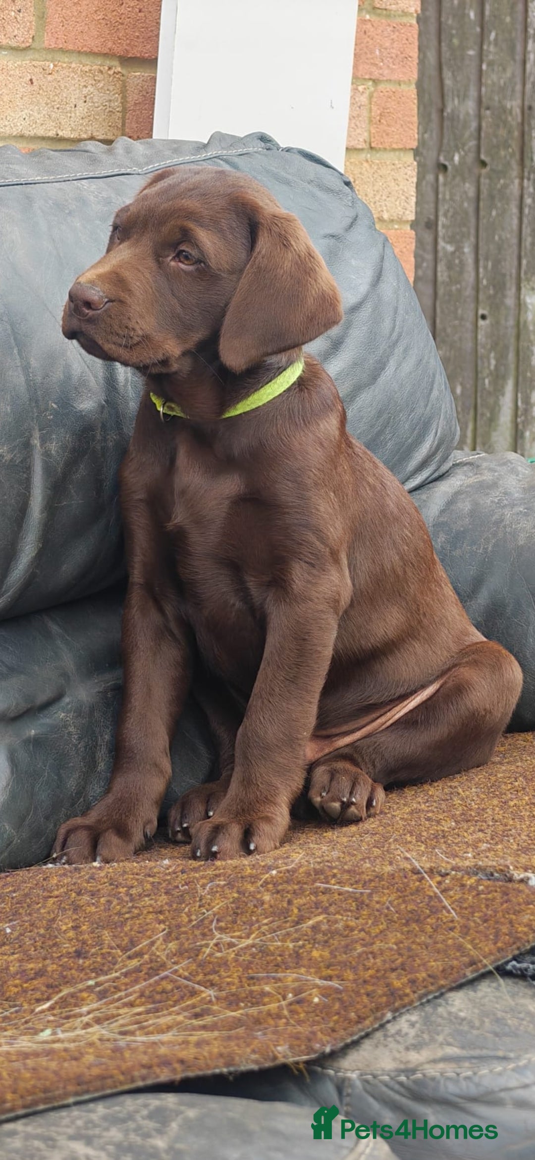 Labrador Retriever dogs for sale: Adorable Labrador Retriever Puppies  🐶💛 - Image 13