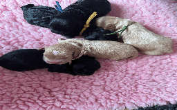 Cockapoo dogs for sale: Mirabelle's Enchanting Pups ✨ - Image 4