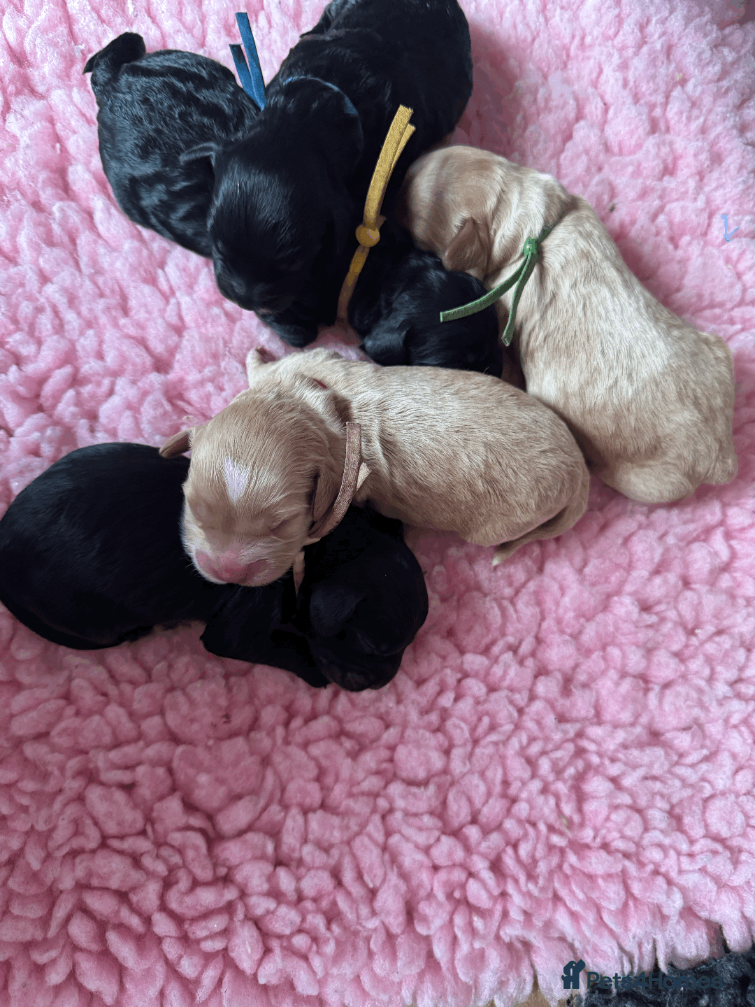 Cockapoo dogs for sale: Mirabelle's Enchanting Pups ✨ - Image 4