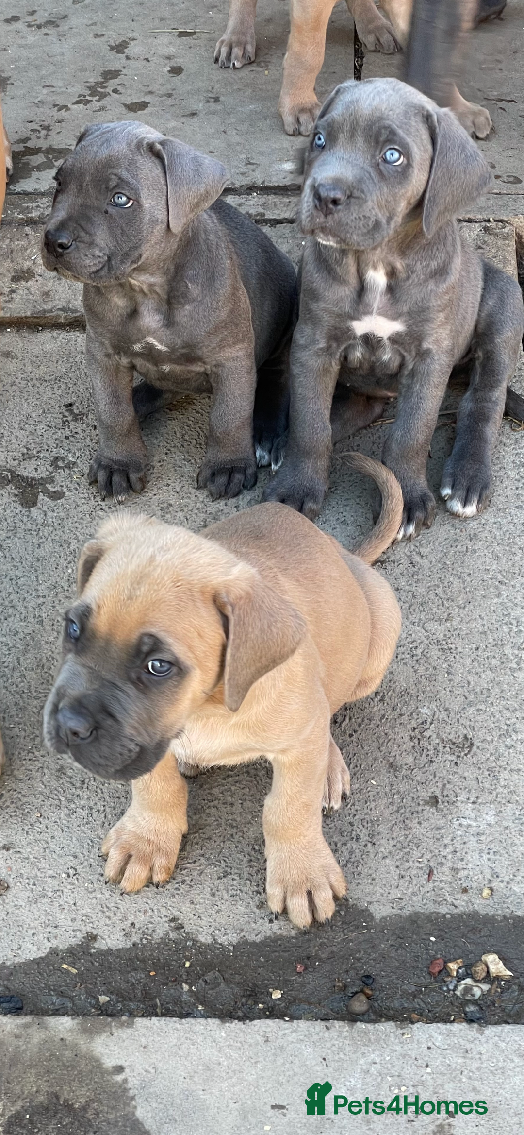 Cane Corso dogs for sale: Cane Corso puppies 9 week old 🫶❤️🫶 - Image 2