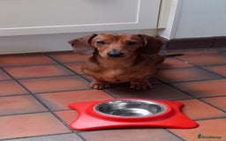 Dachshund dogs for stud: Beautiful Red Dachshund for Stud ONLY - Image 8