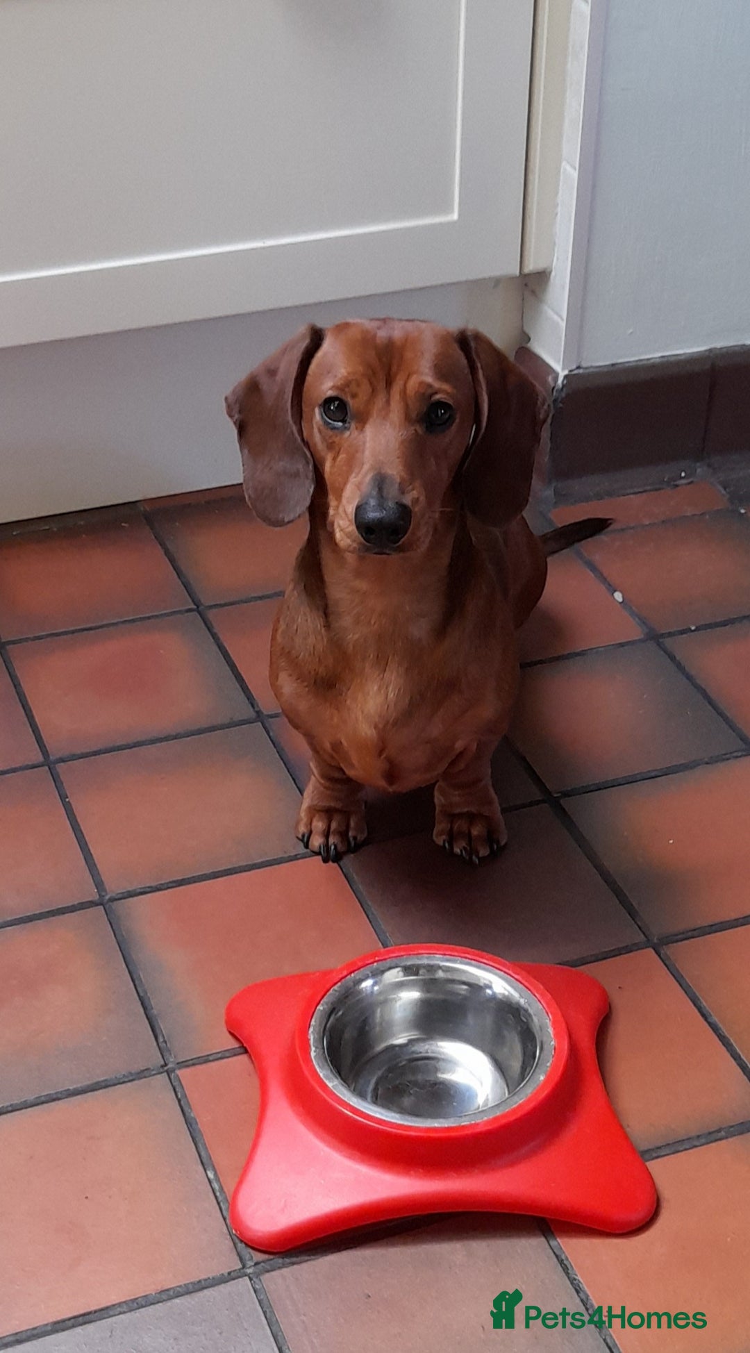 Dachshund dogs for stud: Beautiful Red Dachshund for Stud ONLY - Image 8
