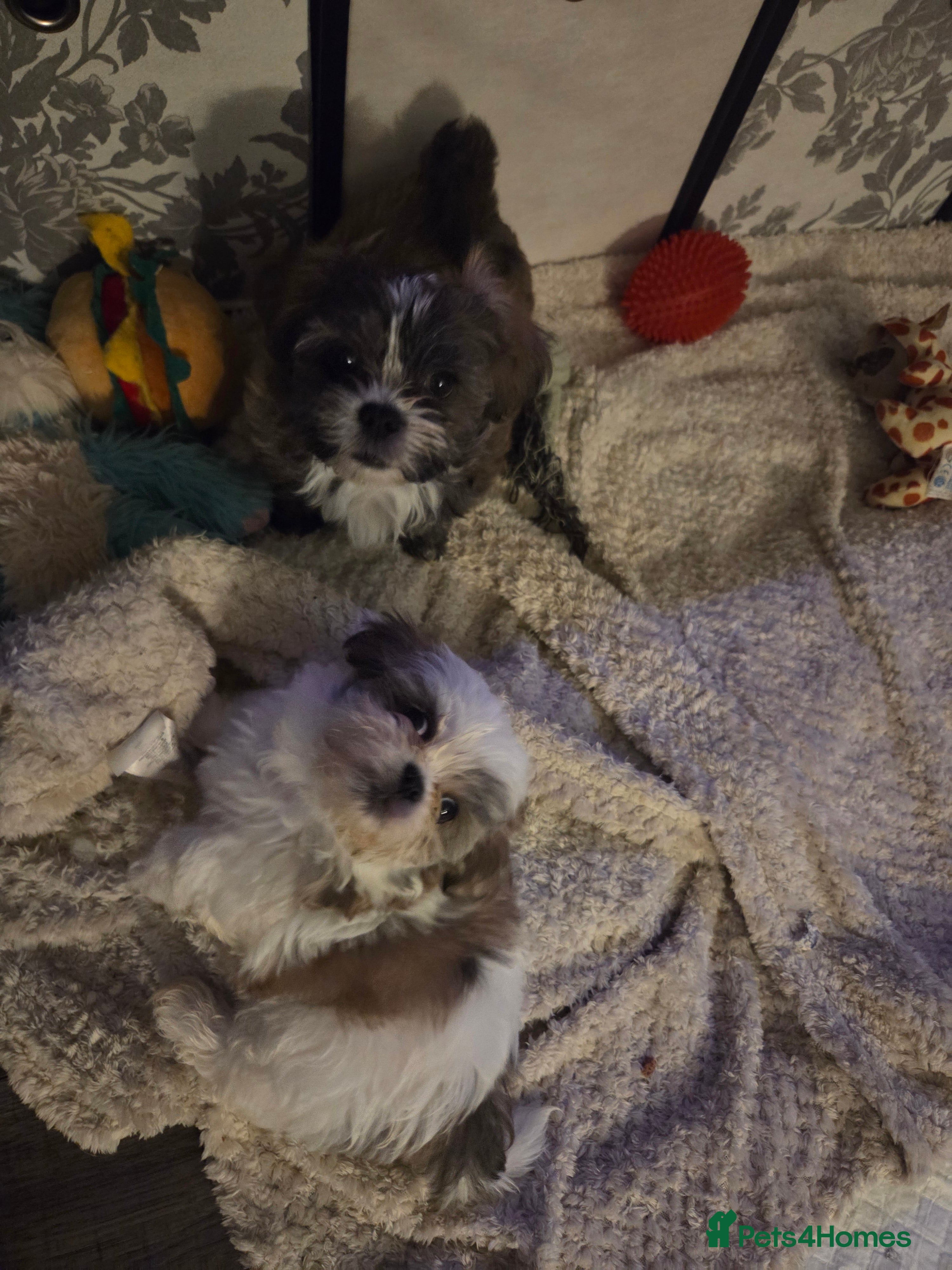 Shih Tzu dogs Imperial shih tzu puppies  - Advert 17