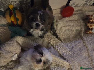Shih Tzu dogs Imperial shih tzu puppies - Advert 17