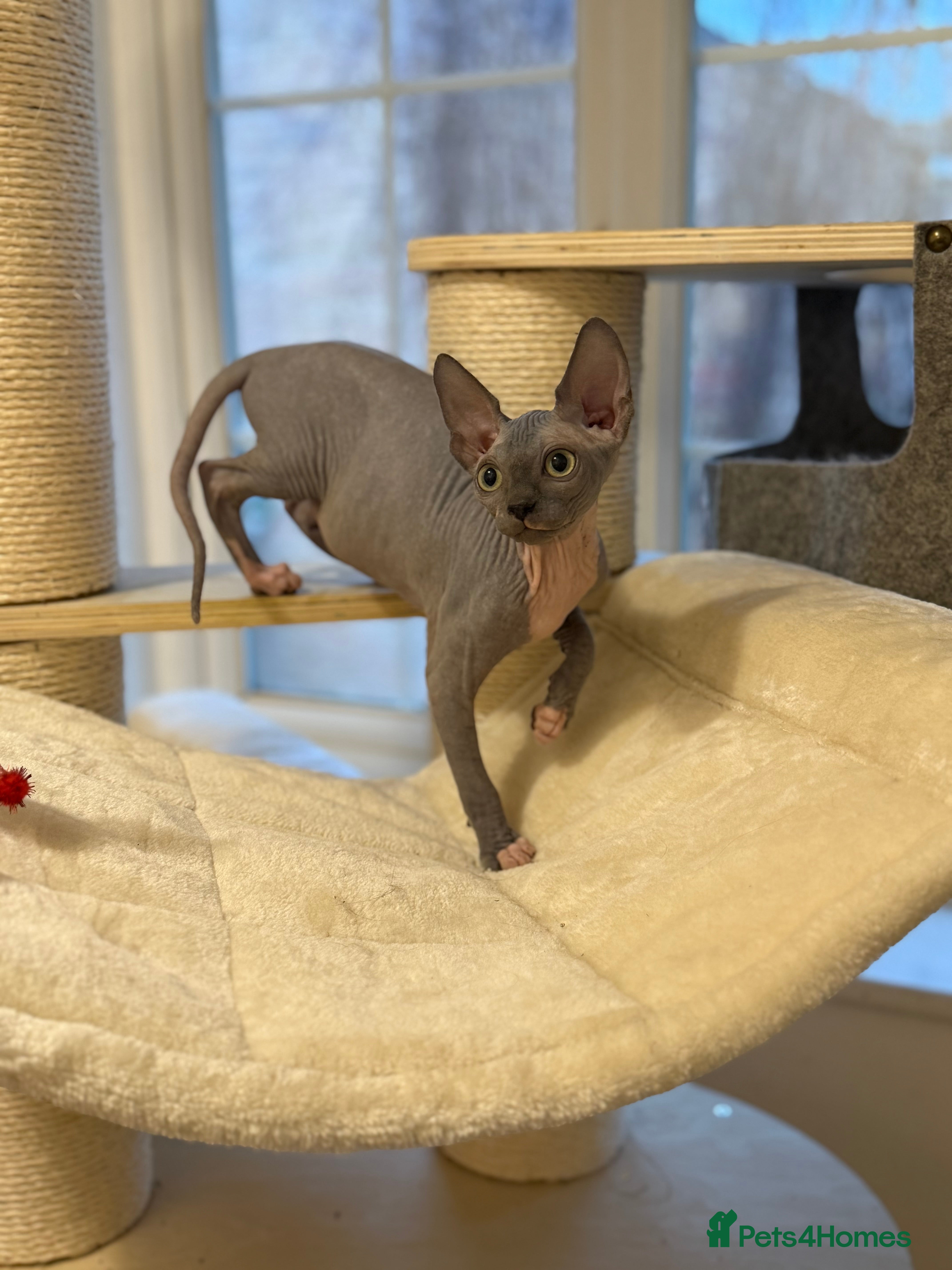 Sphynx cats  Boy Blue Bicolour - Advert 6