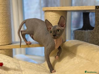 Sphynx cats Boy Blue Bicolour - Advert 3