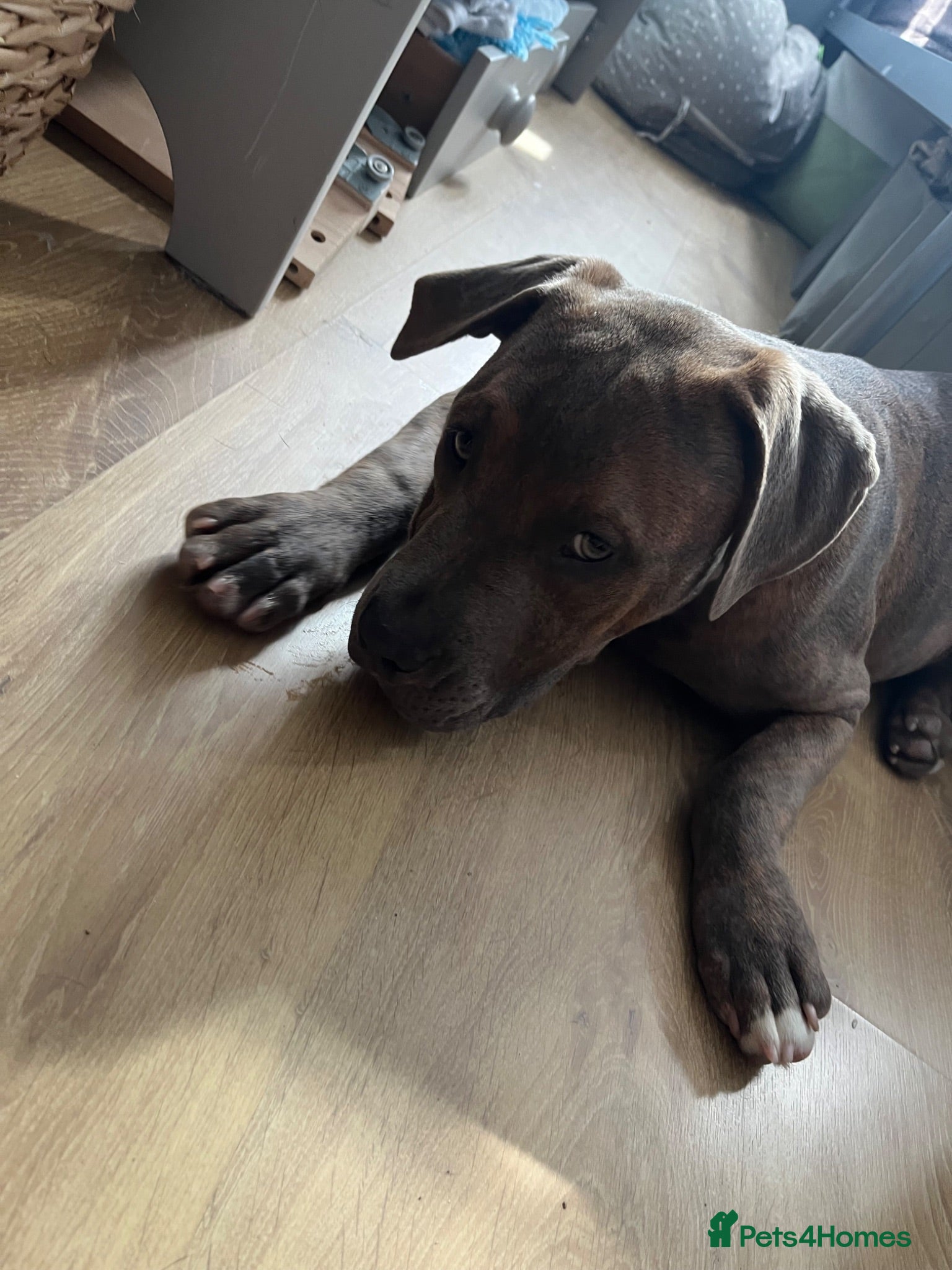 Mixed Breed dogs Roco  - Advert 1