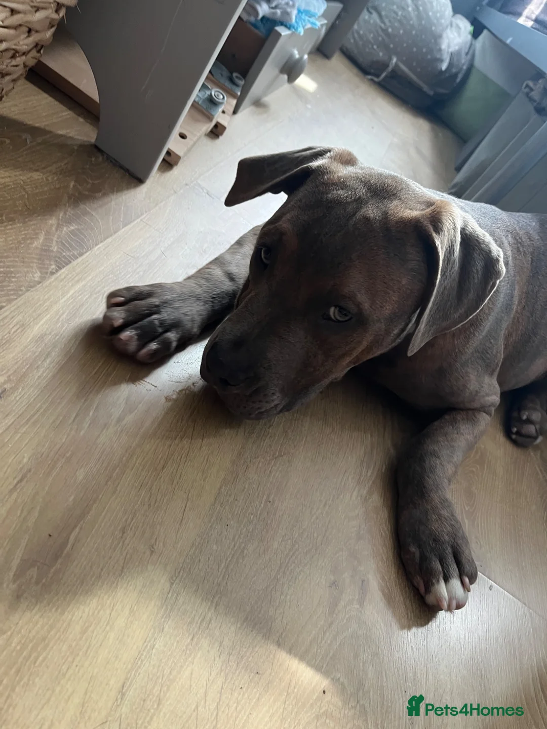Mixed Breed dogs for sale: Roco  in Harrow - Advert 1