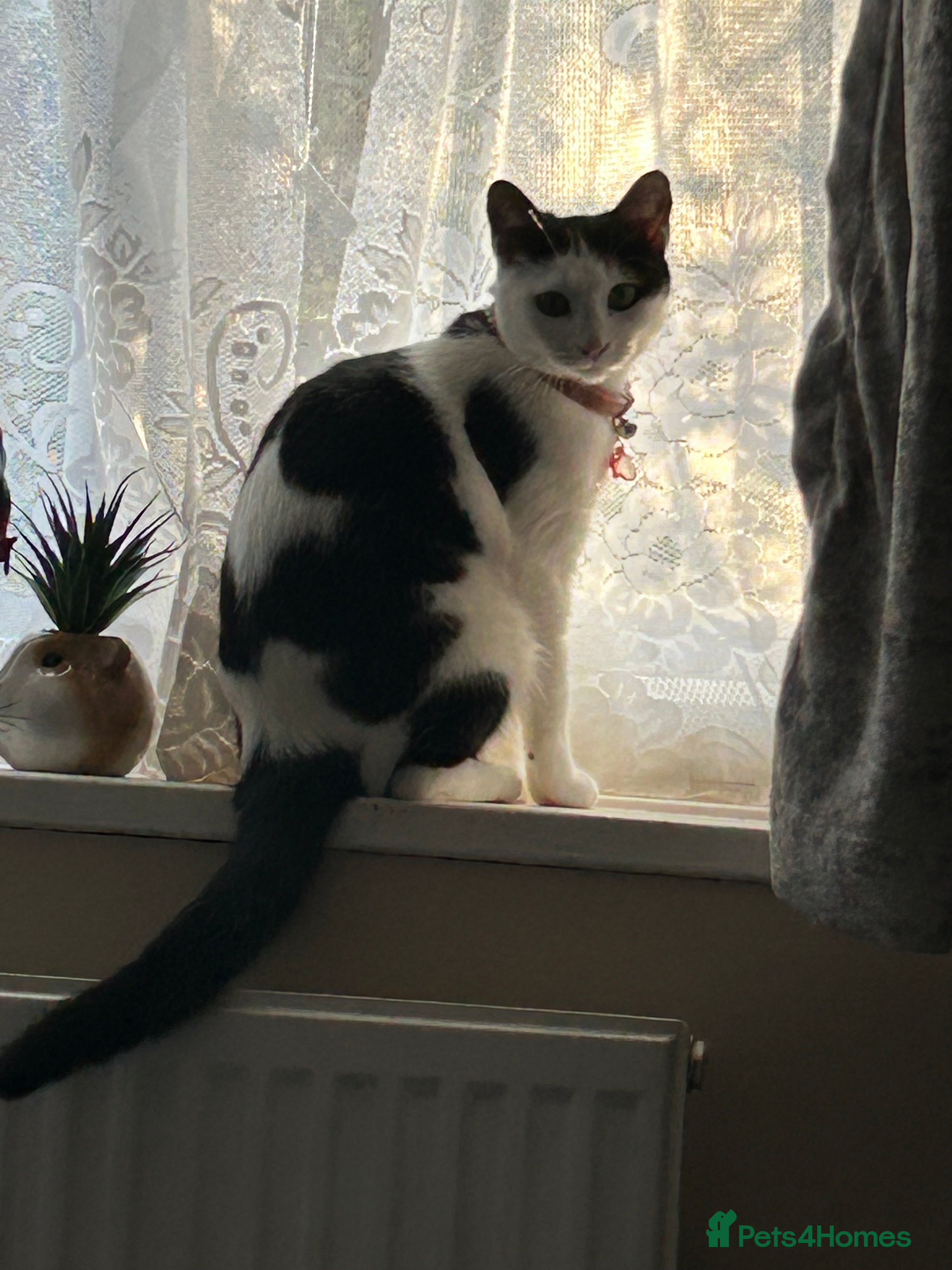 Domestic Shorthair cats Beautiful tabby boy kitten - Advert 2