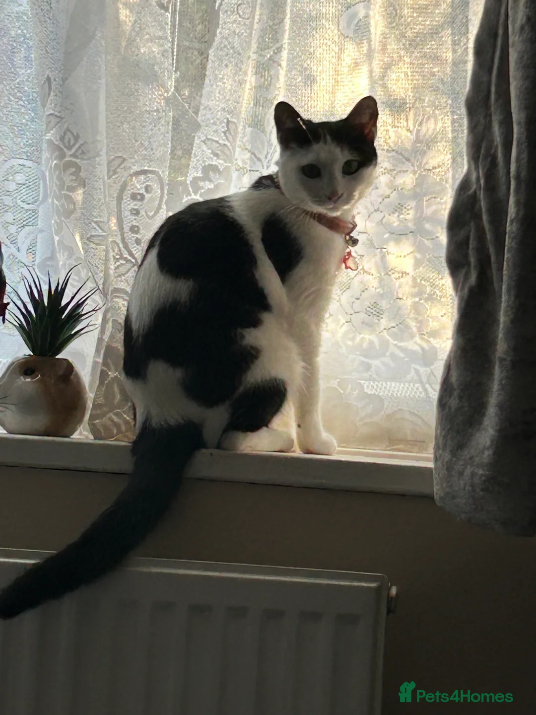 Domestic Shorthair cats for sale: Beautiful tabby boy kitten - Advert 1