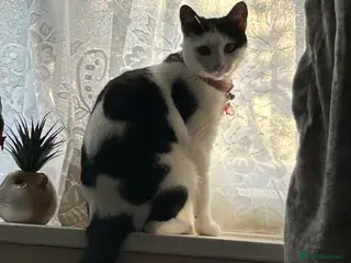 Domestic Shorthair cats Beautiful tabby boy kitten - Advert 2