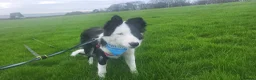 Border Collie dogs for sale: Callie needs a new home  - Advert 12