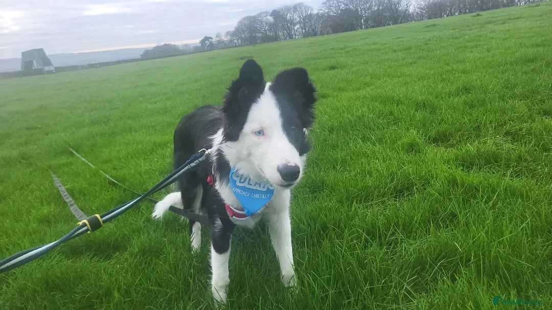 Border Collie dogs for sale: Callie needs a new home  - Advert 12