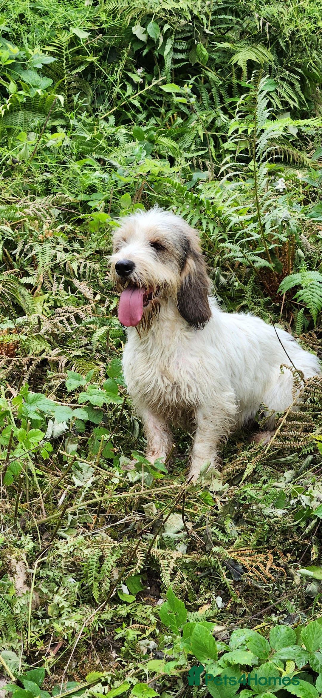 Basset Griffon Vendeen dogs for sale: Griffon grand bassets  - Image 2