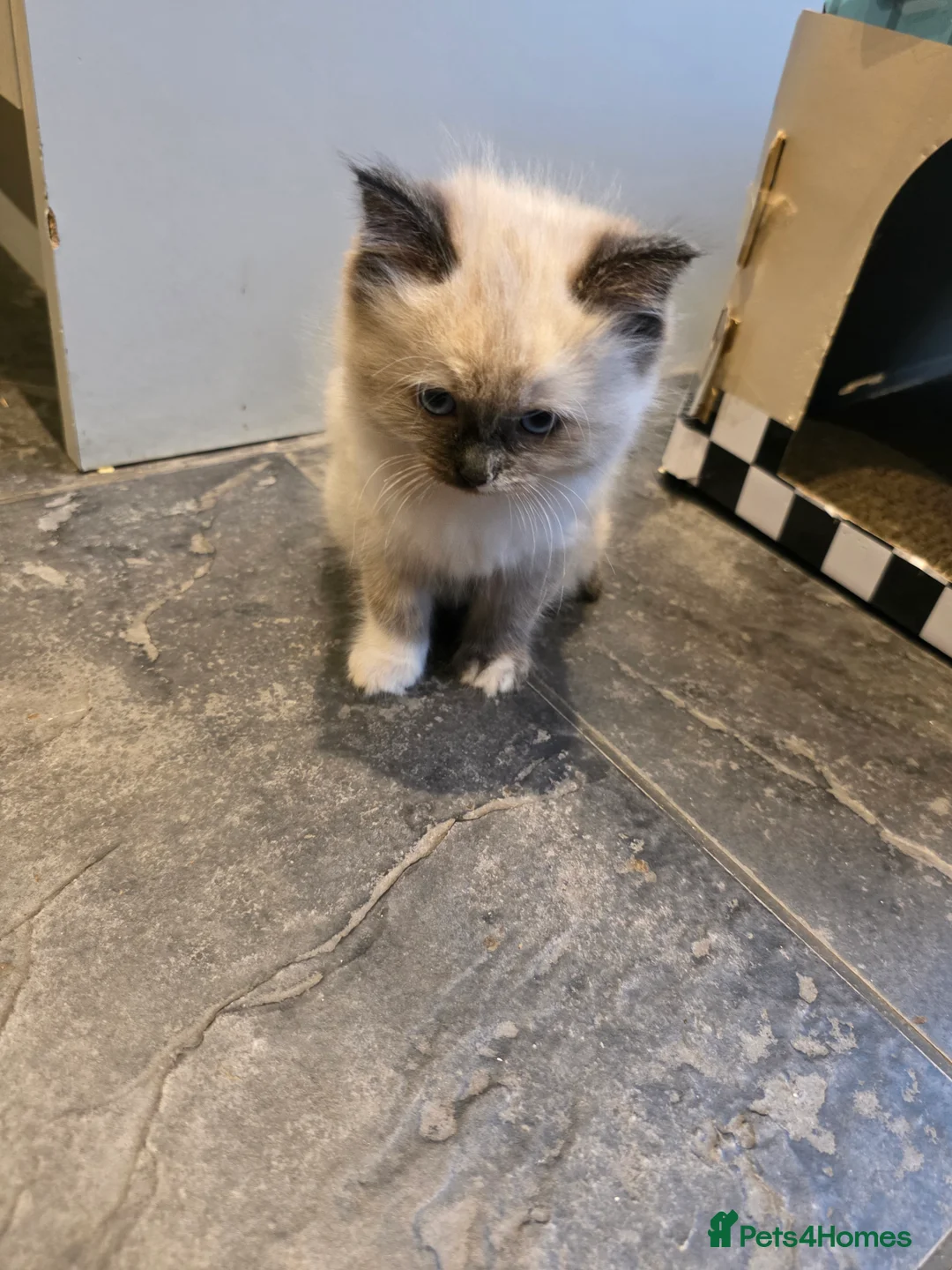 Ragdoll cats for sale: Ragdoll vilot links  - Advert 2
