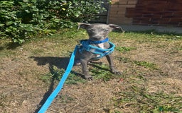 Italian Greyhound dogs for sale: Last blue boy kc reg ready now fully vaccinated  - Image 19