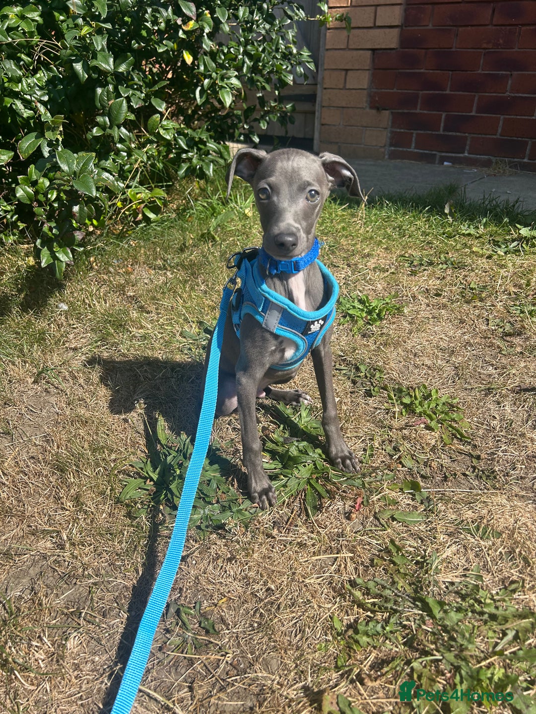 Italian Greyhound dogs for sale: Last blue boy kc reg ready now fully vaccinated  - Image 19