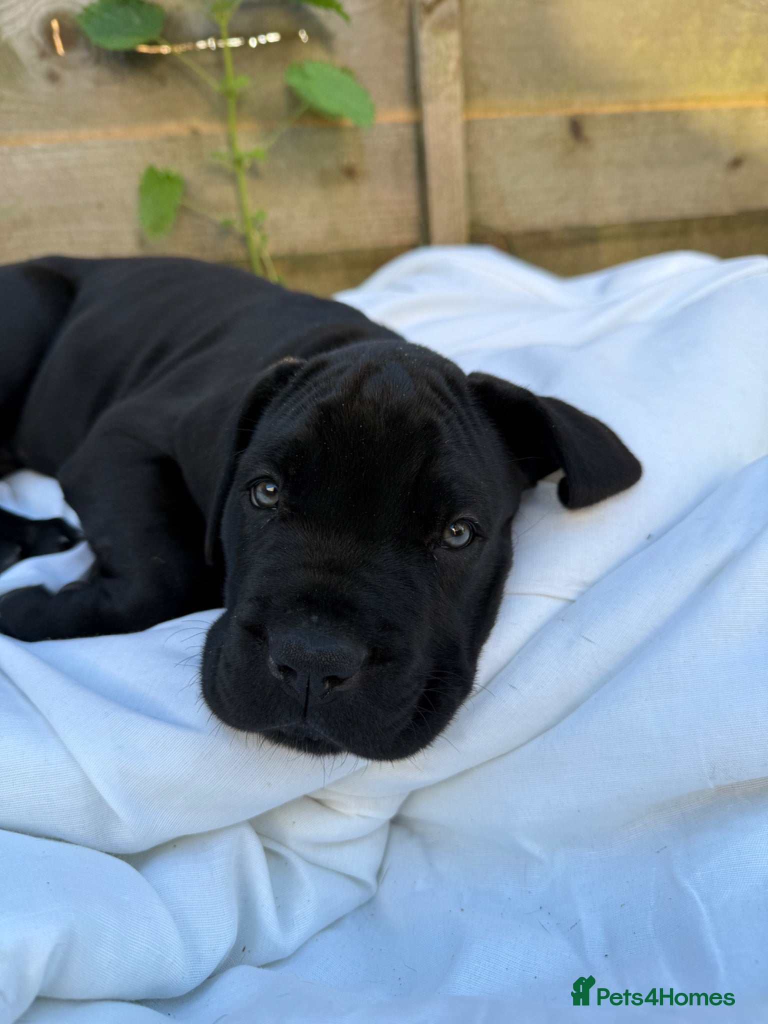 Mixed Breed dogs Beautiful Italian daniffs (Great Dane/cane corso)  - Advert 3
