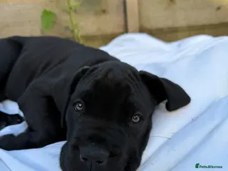 Mixed Breed dogs Beautiful Italian daniffs (Great Dane/cane corso) - Advert 3