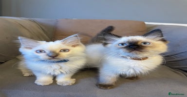 Ragdoll cats - Advert 12