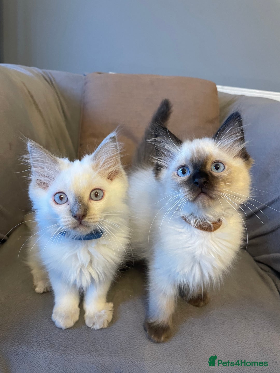 Ragdoll cats for sale: Ragdoll kittens READY NOW 1 BOY 😻  - Image 2