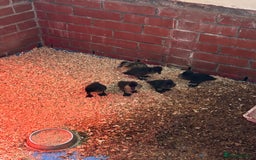 Ducks poultry for sale: Cayuga ducklings  - Image 4