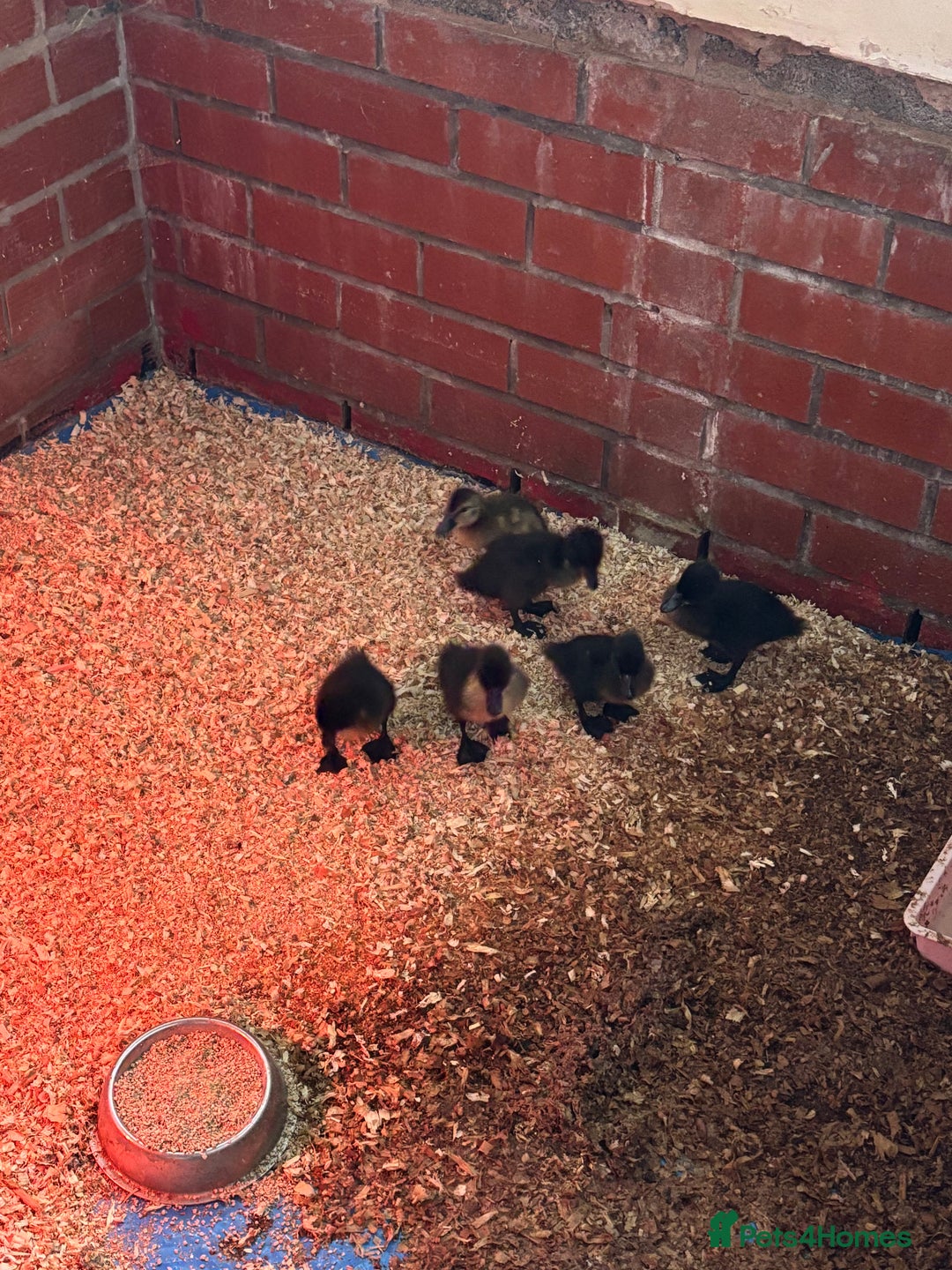 Ducks poultry for sale: Cayuga ducklings  - Image 4