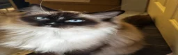 Ragdoll cats for sale: Beautiful majestic Azina - Advert 2