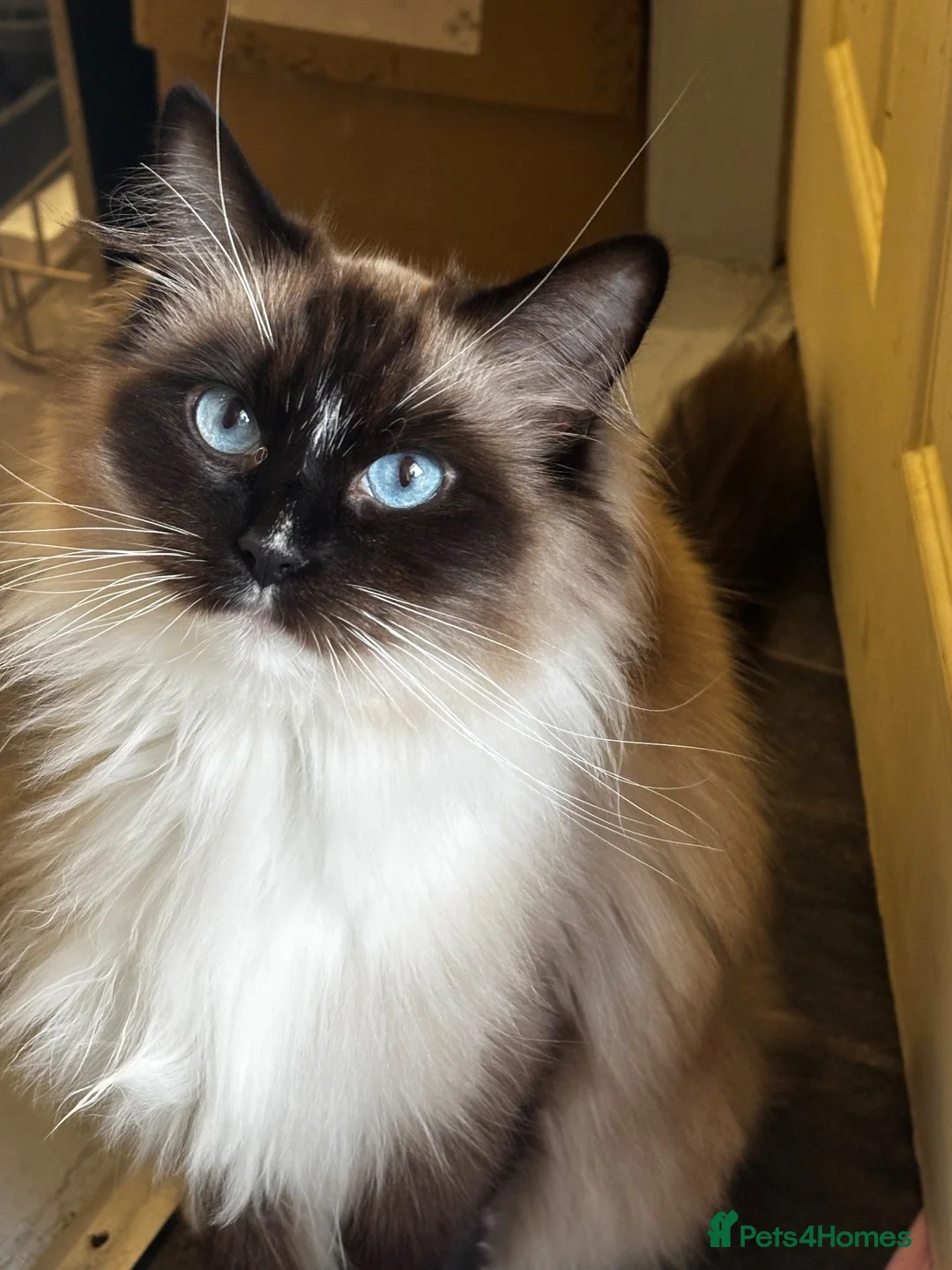 Ragdoll cats for sale: Beautiful majestic Azina - Advert 2