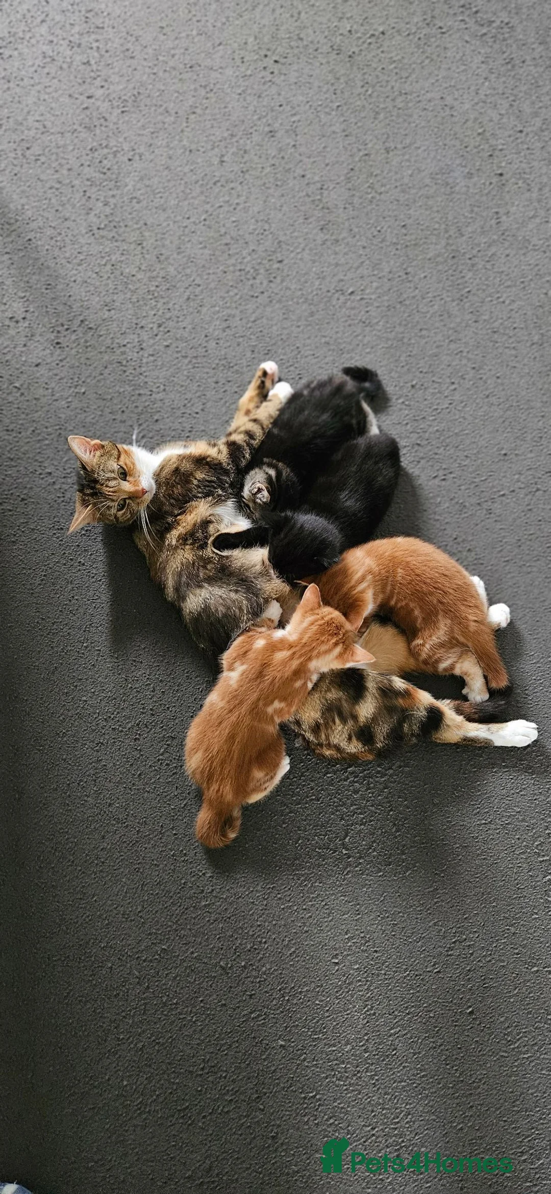 Mixed Breed cats for sale: 4 kittens for sale - Advert 9