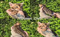 Bengal cats for sale: 6 pure bred TICA Bengals 😻 - Image 12