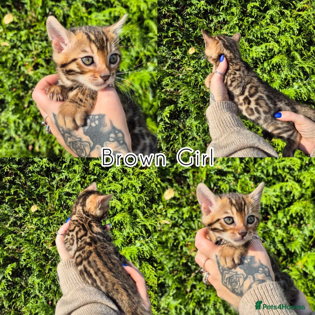 Bengal cats for sale: 6 pure bred TICA Bengals 😻 - Image 12