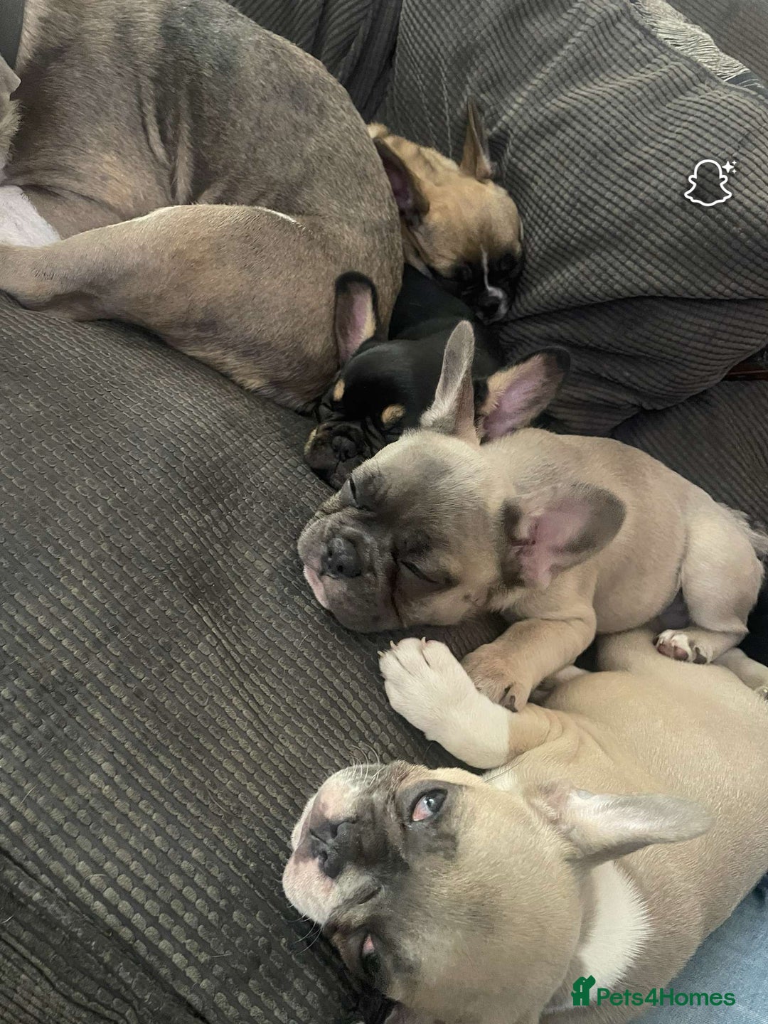French Bulldog dogs for sale: French bulldog - Advert 7