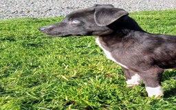 Mixed Breed dogs for sale: Bouncy beautiful puppies  - Image 6
