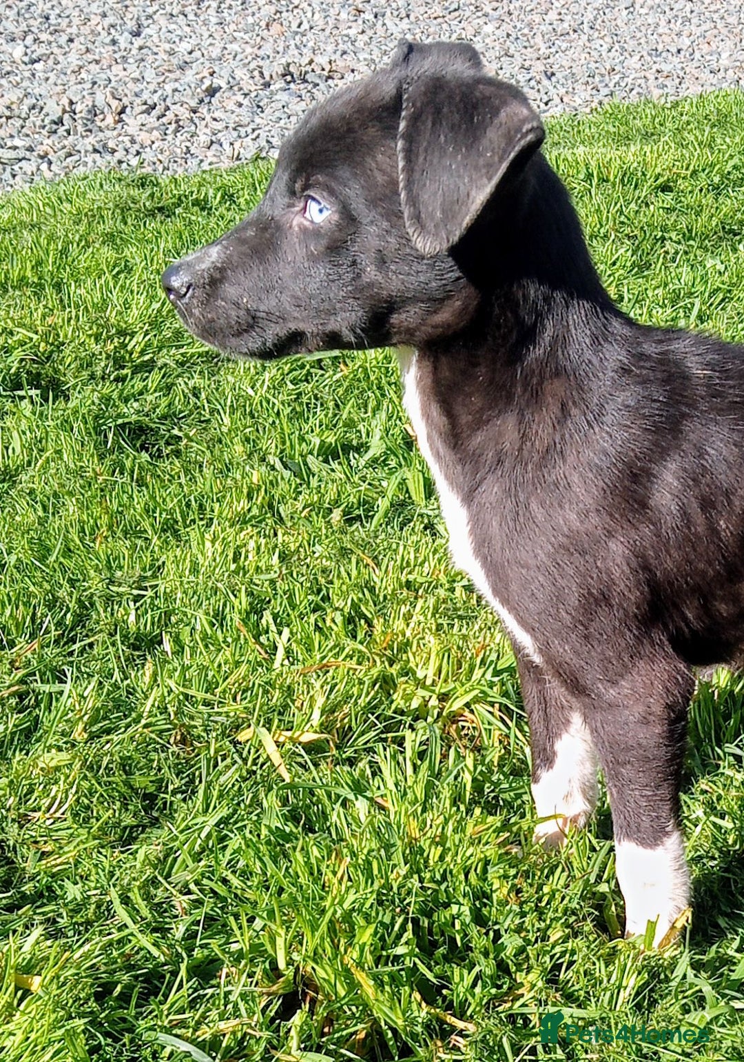 Mixed Breed dogs for sale: Bouncy beautiful puppies  - Image 6