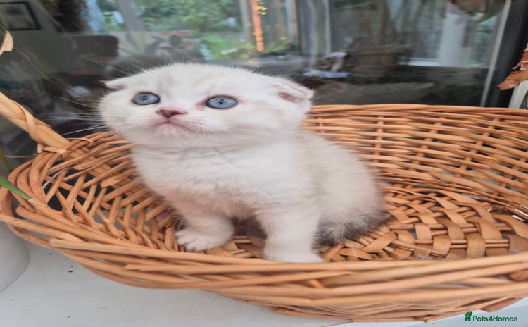 Scottish Fold cats - Advert 12