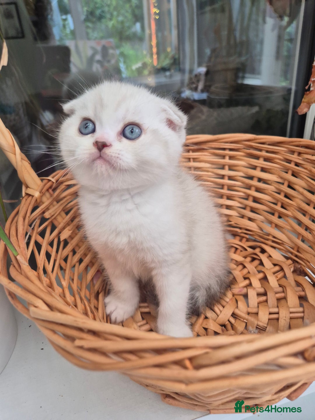 Scottish Fold cats for sale: Scottish Fold /straight  - Image 1