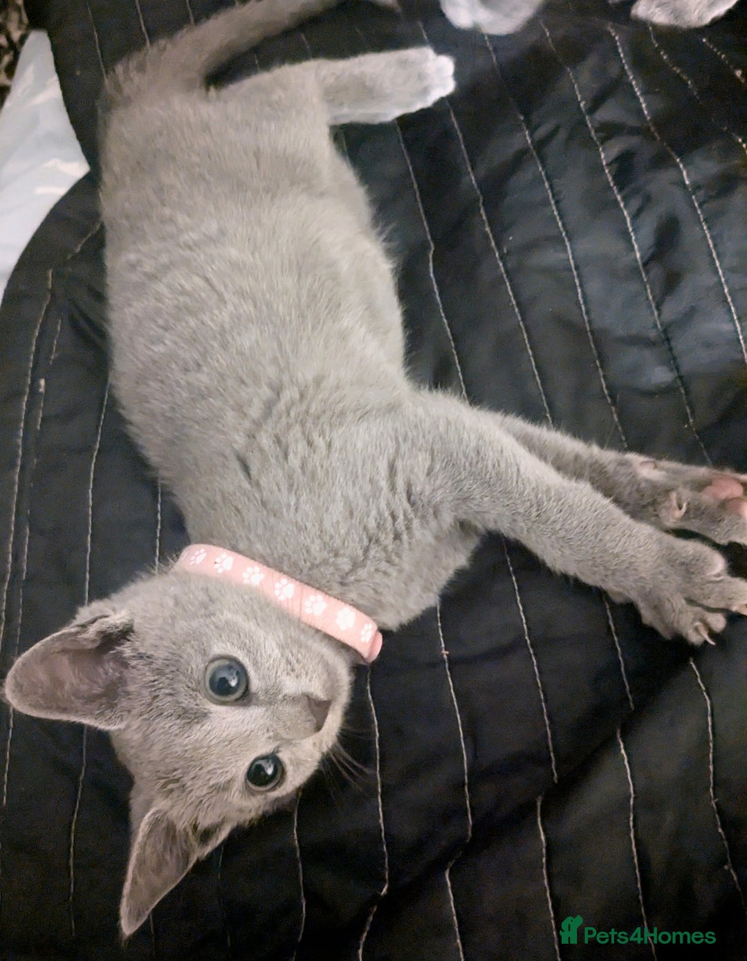 Russian Blue cats for sale: RB kittens Pedigree London  - Image 13