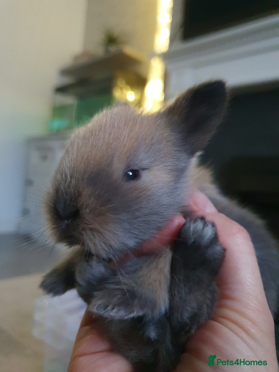 Lionhead rabbits for sale: Baby bunny's mixed lionhead /northern dwaf - Image 18