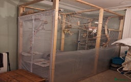 Cockatiels birds for sale:  Breeding Pair of Cockatiels  - Image 6