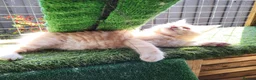 Maine Coon cats for sale:  Male Maine coon kittens for sale - Advert 11