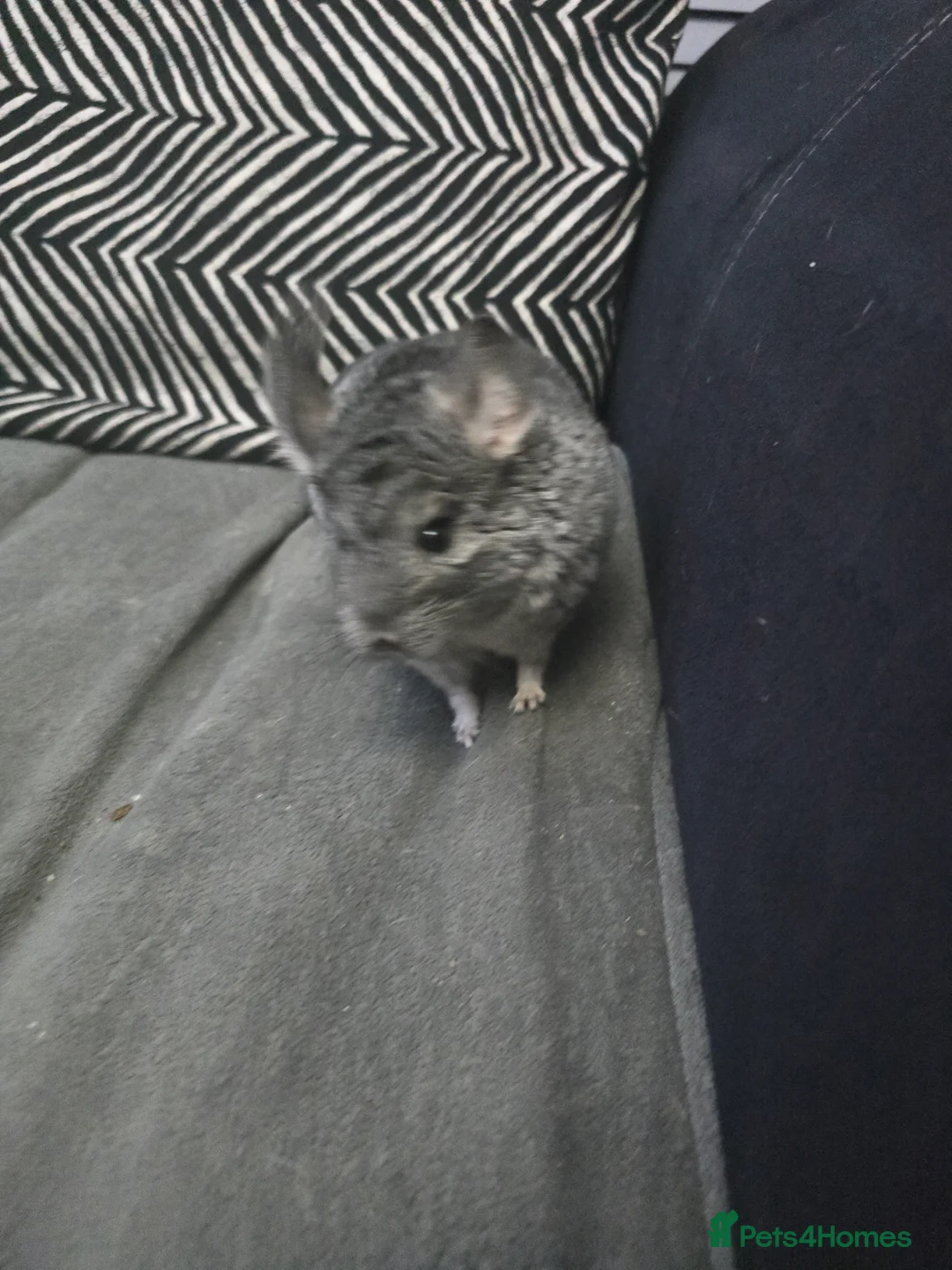 Chinchilla rodents for sale: Lovely Hetero baige Chinchilla kits  - Advert 8
